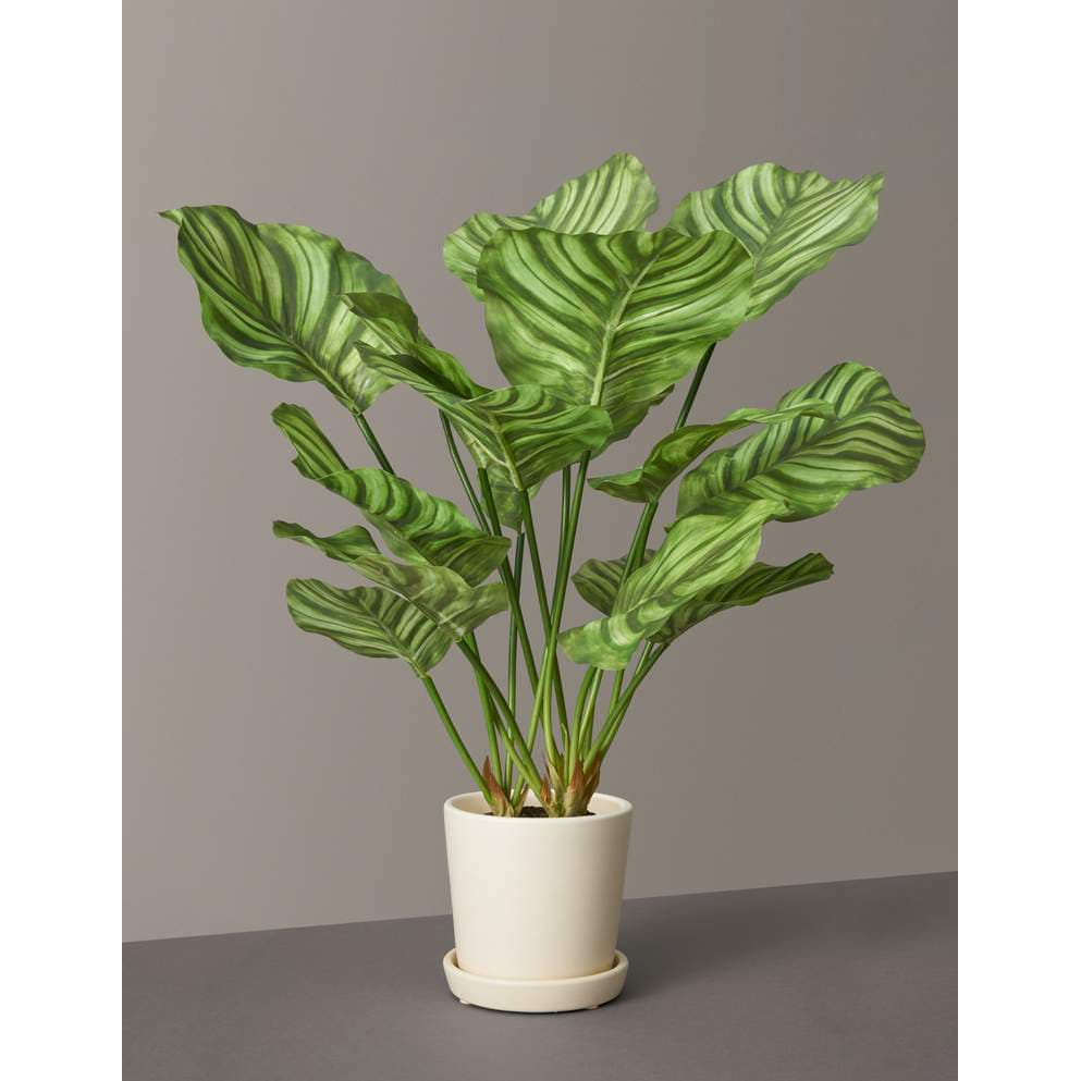 http://cdn.apartmenttherapy.info/image/upload/v1624636008/gen-workflow/product-database/faux-calathea-the-sill.jpg