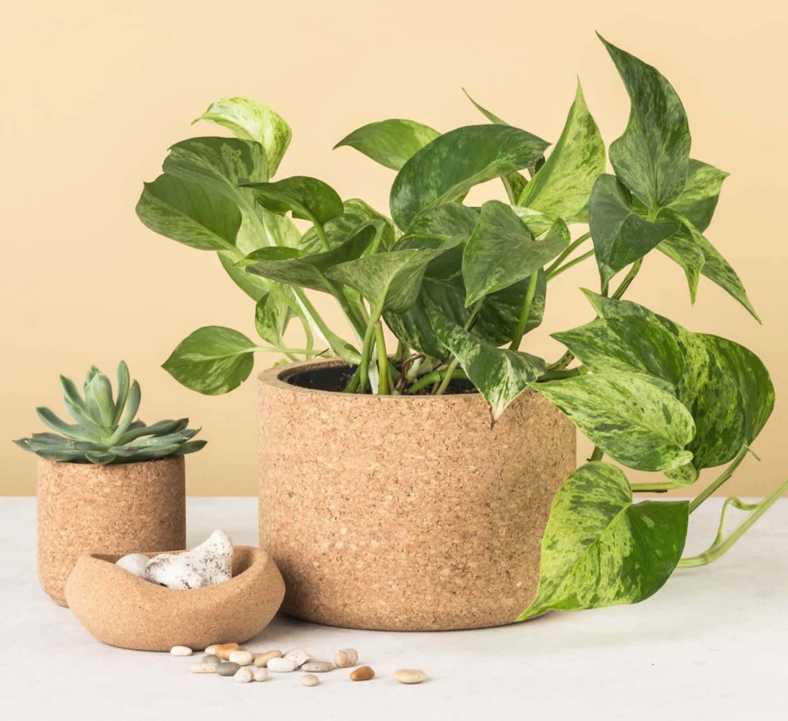 Spring Decor for Home Library with Green Houseplant of Aloe in Ribbed Black  Pot, Black Books in Soft Light Green Mint Menthe. Stock Image - Image of  interior, ribbed: 178140819