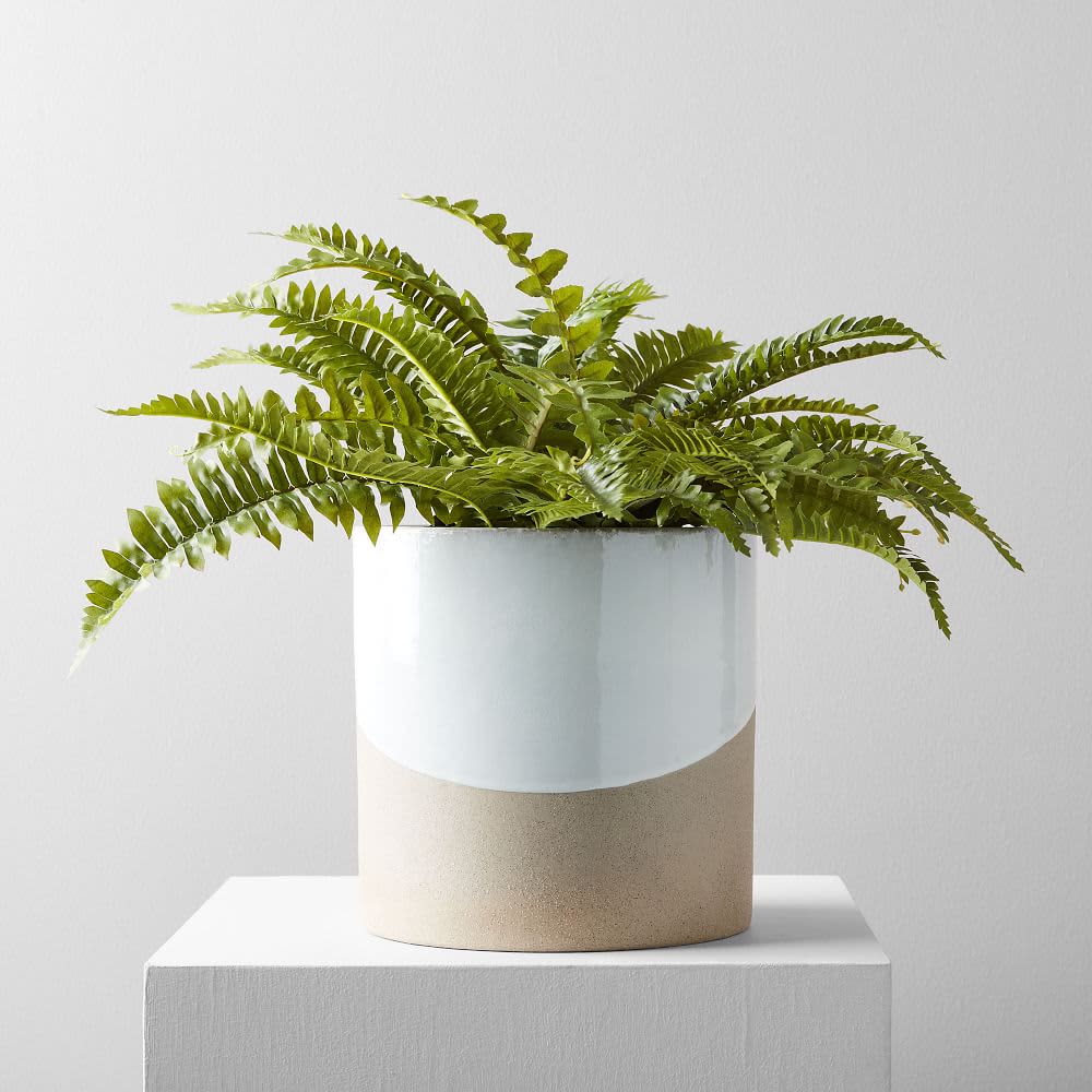 Best Faux Chinese Money Plant from West Elm