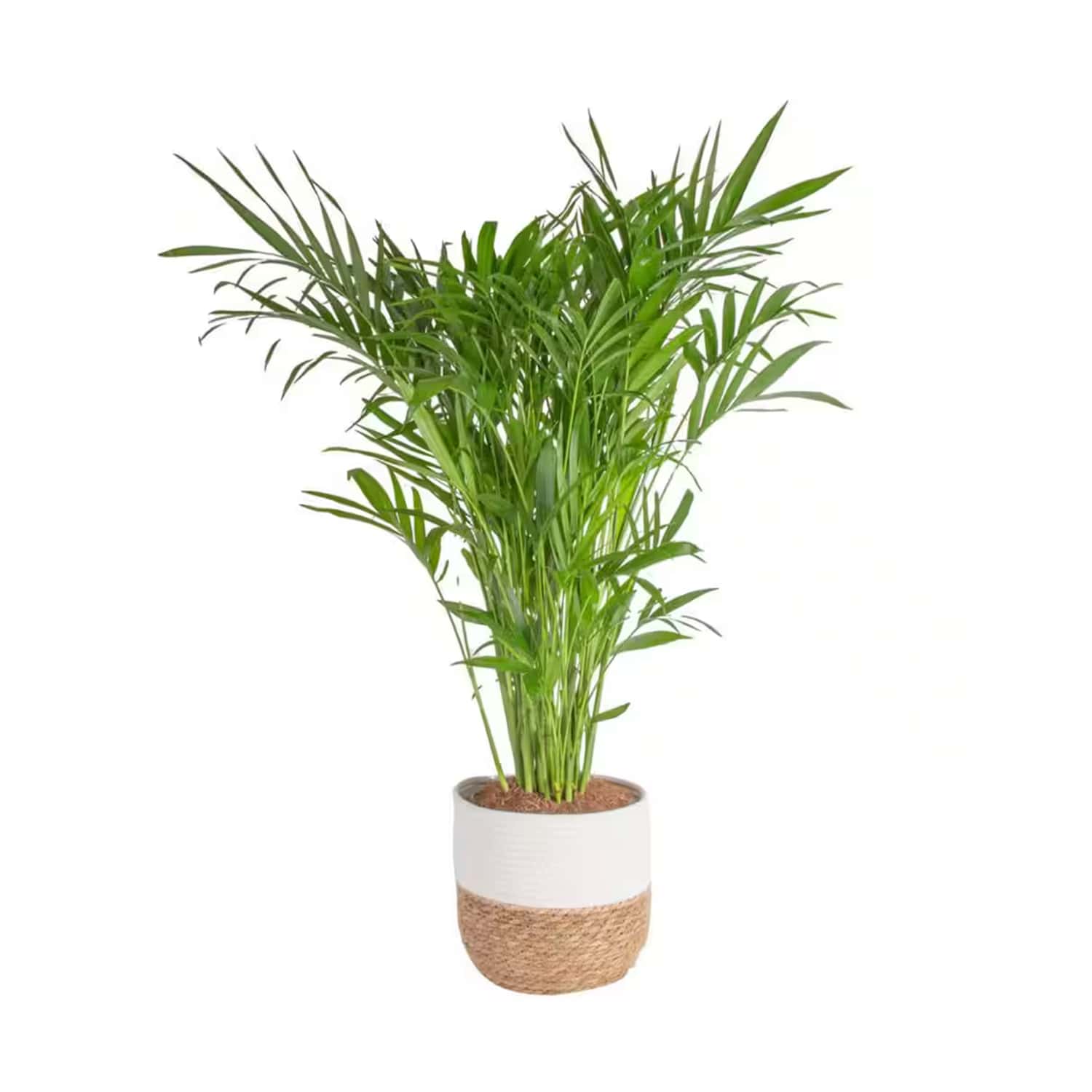 8 Plant Deals from The Home Depot's Spring Black Friday 2026 | Apartment  Therapy