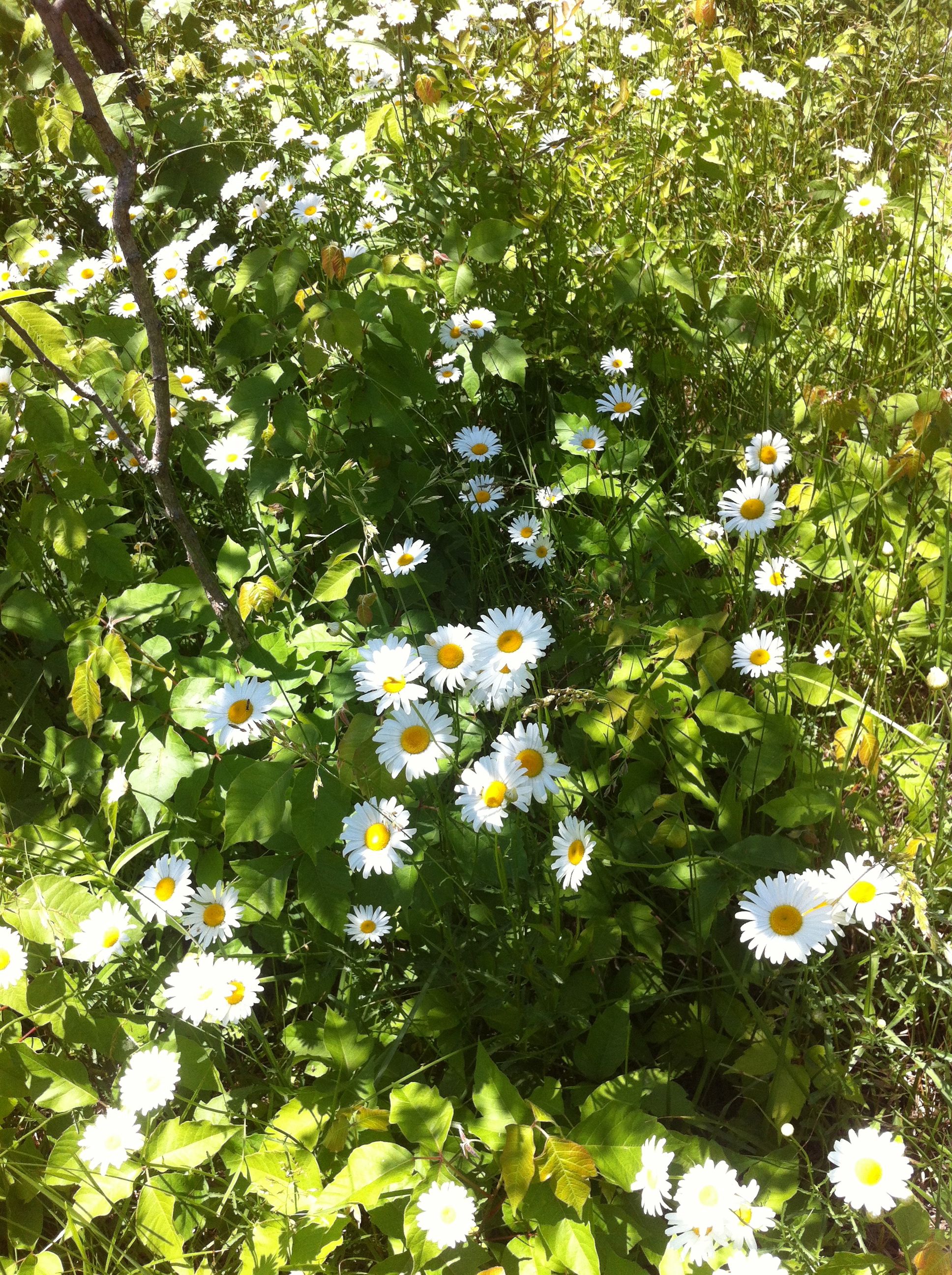 Cb2 Shake Low Dresser Apartment Therapy S Bazaar