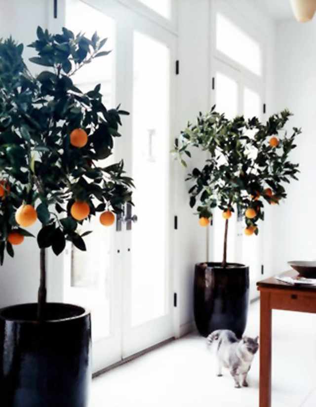 Large Indoor Trees That Make a Bold Statement Apartment Therapy