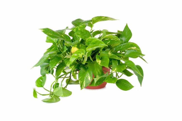 The Best Indoor  House Plants Apartment Therapy