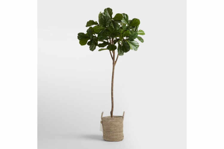 We Ordered a Bunch of Faux Fiddle Leaf Fig Trees & This One is the Best