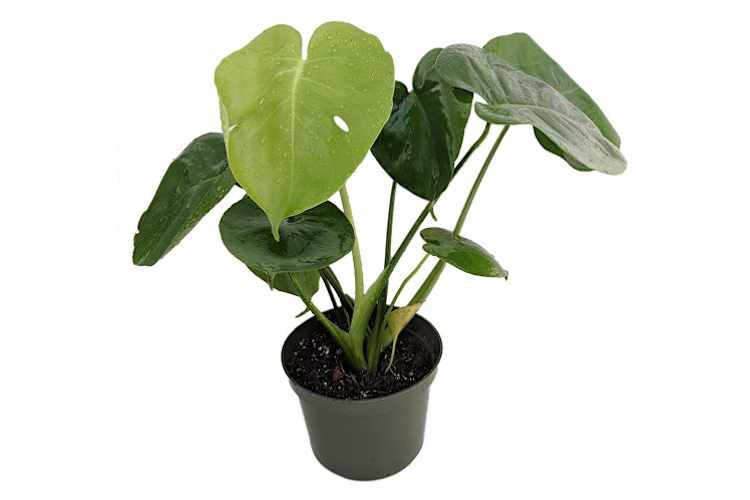 The Best Indoor House Plants Apartment Therapy