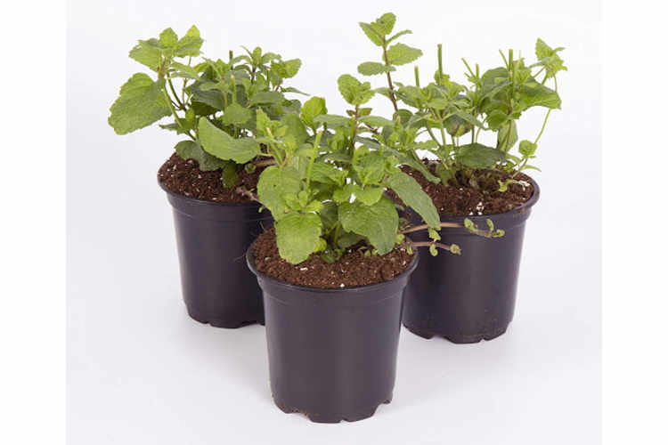 Mint Plant Care How To Grow Maintain Mint Plants Apartment Therapy