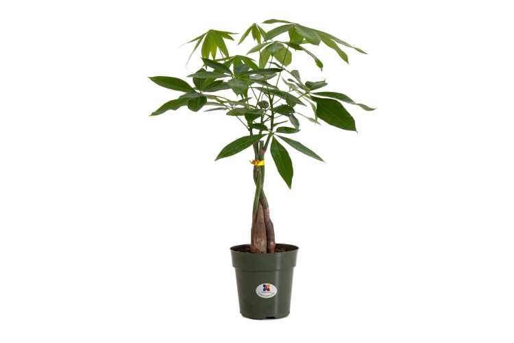 Why Pachira Aquatica Is The Easiest Indoor Tree Apartment Therapy Productos de belleza para el cabello, uñas y cuerpo. easiest indoor tree