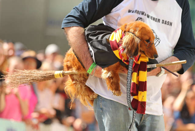 Are You At Cat Or Dog Person Your Hogwarts House Could Reveal The Truth Sofia Consola