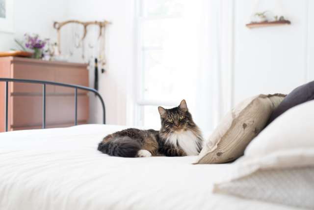 A New Study Shows Just How Obsessed Cat People Are