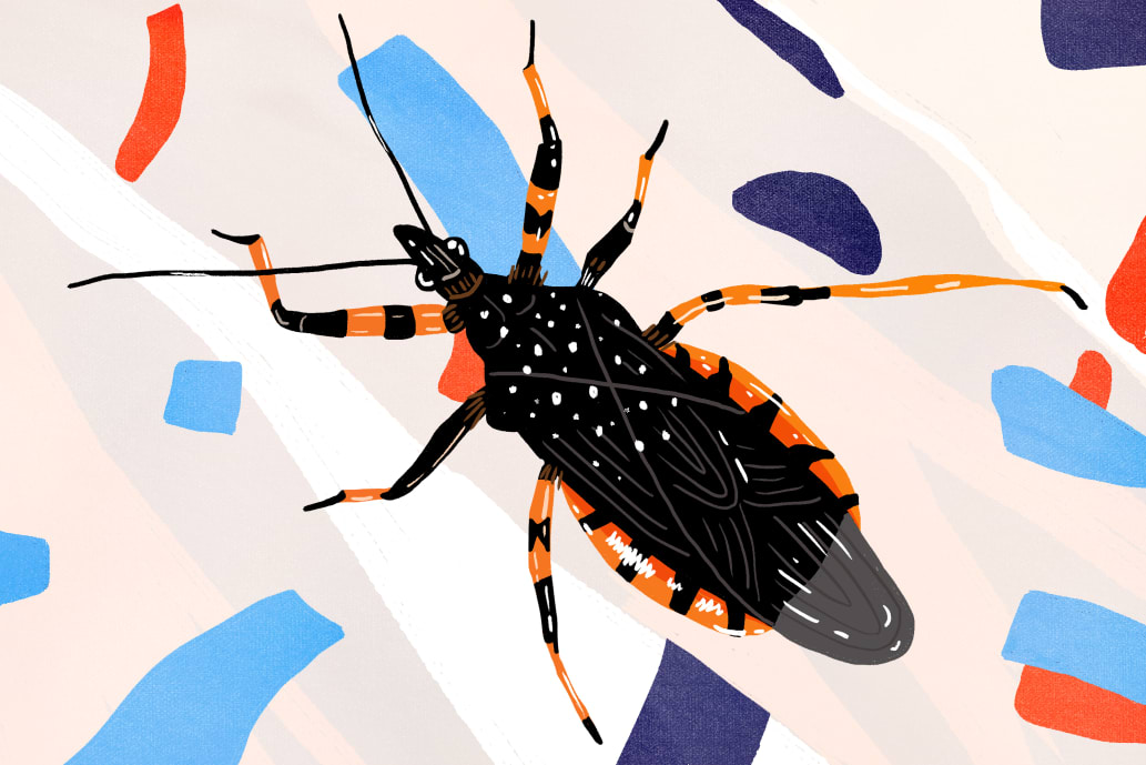 Everything to Know About Assassin or Kissing Bugs ...