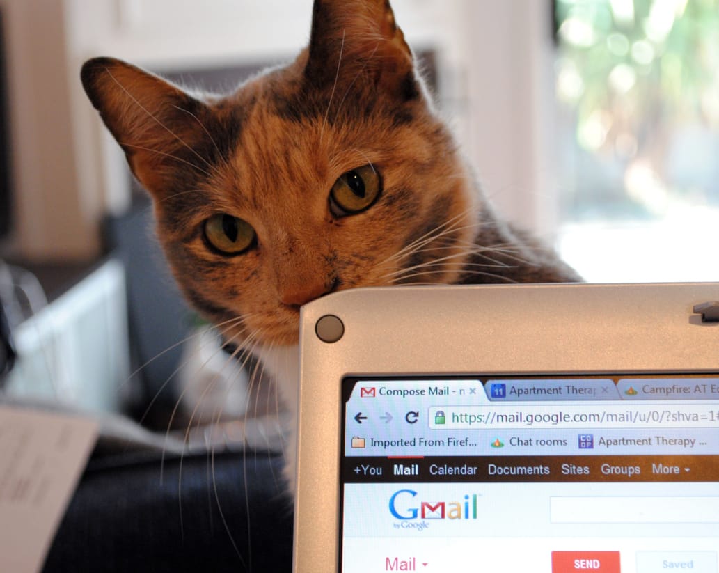 10 Reasons Living with a Cat is the Very Best Apartment Therapy