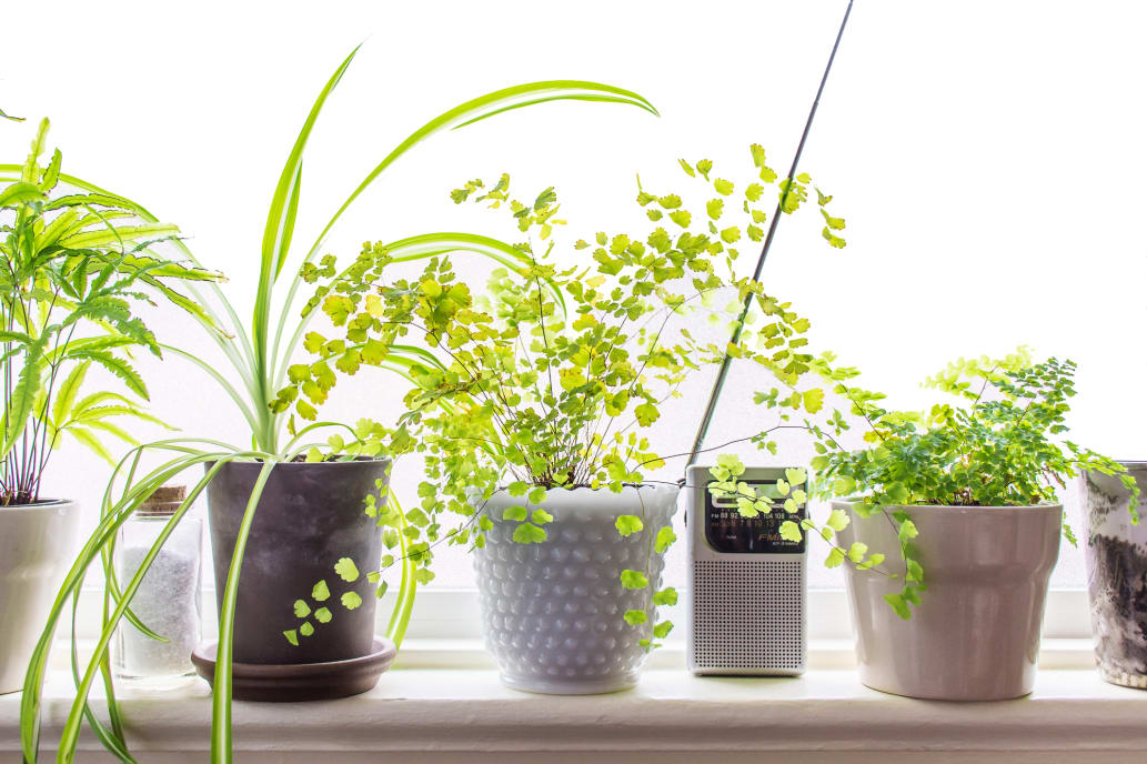 Maidenhair Fern Care | Apartment Therapy