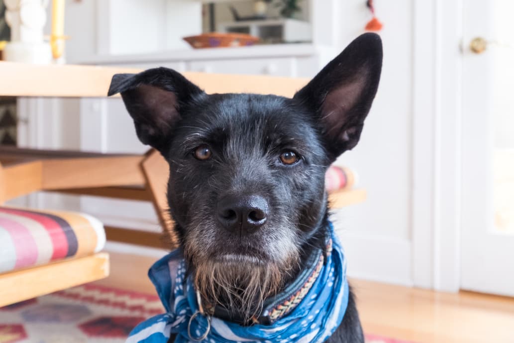 Dog Meal Delivery Ollie, PetPlate, The Farmer's Dog Kitchn