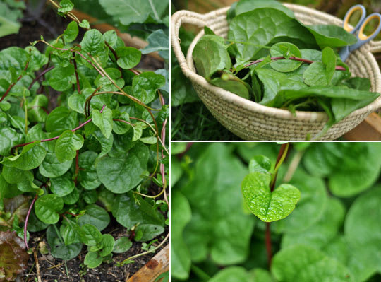 What Is Malabar Spinach?  Kitchn