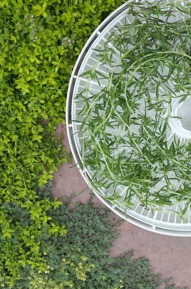 4 Interesting Ways to Preserve Fresh Thyme Kitchn