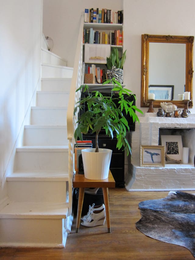 Money Tree Plant Care - Growing Plants Indoors | Apartment Therapy