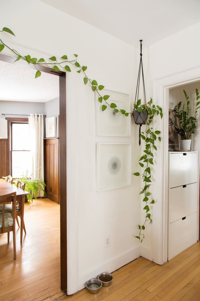 New Home Decor Plant Trend: The Pothos Plant | Apartment ...