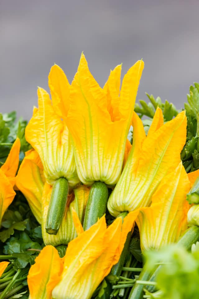 What You Need to Know About Squash Blossoms, the Flower We Love to Fry