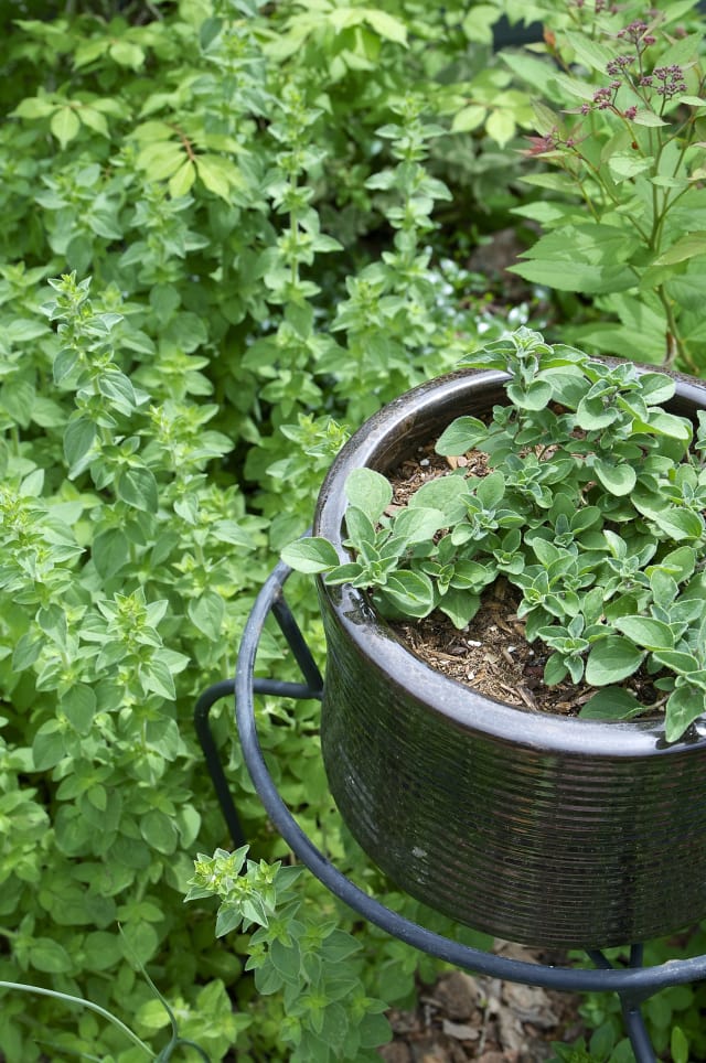 What's the Difference Between Oregano and Marjoram? Kitchn