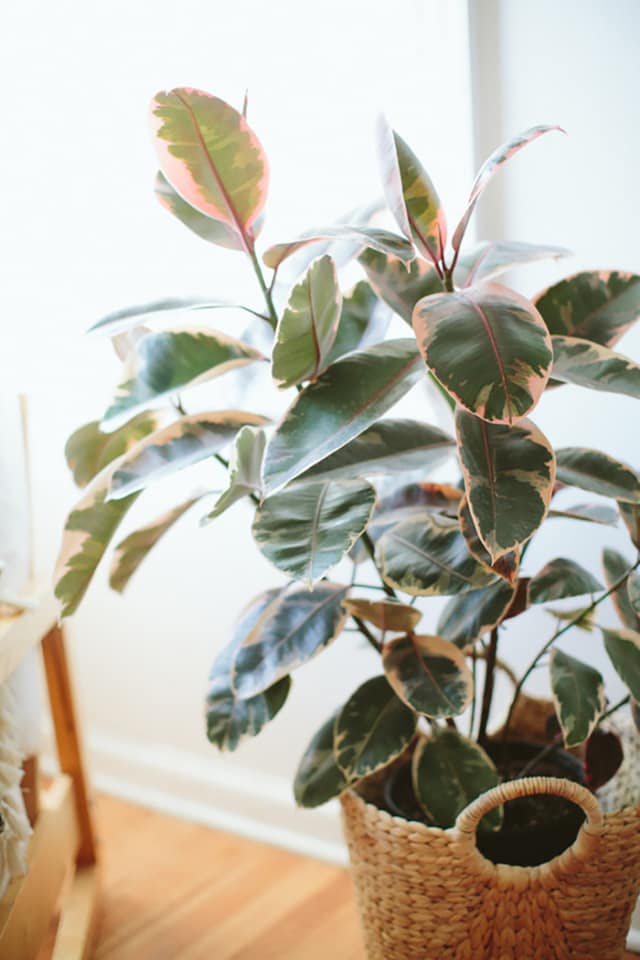 Pink Indoor House Plants | Apartment Therapy