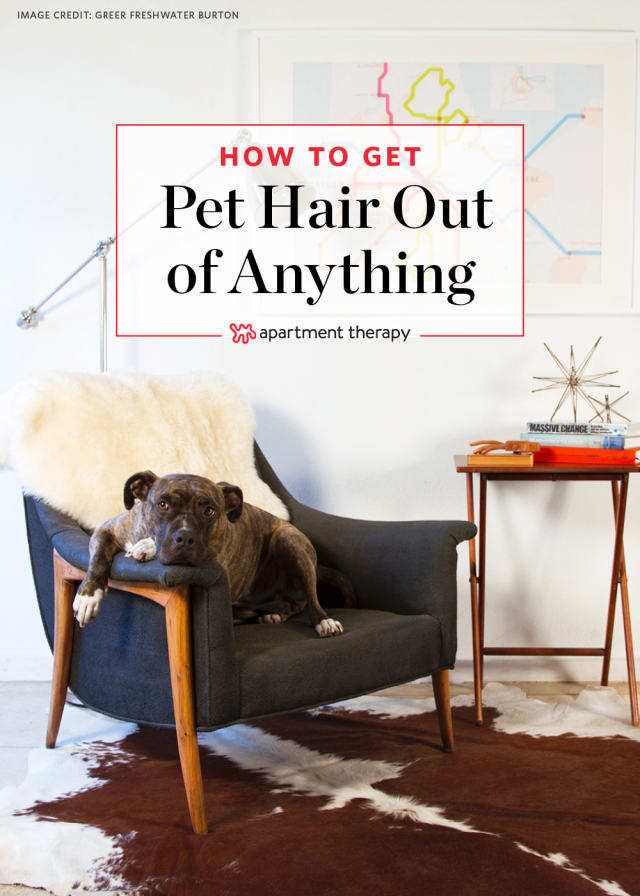 How To Remove Pet Hair From Furniture, Floors & More Apartment Therapy