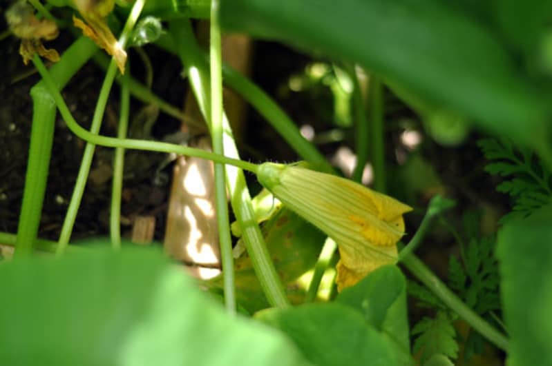 What You Need to Know About Squash Blossoms, the Flower We Love to Fry