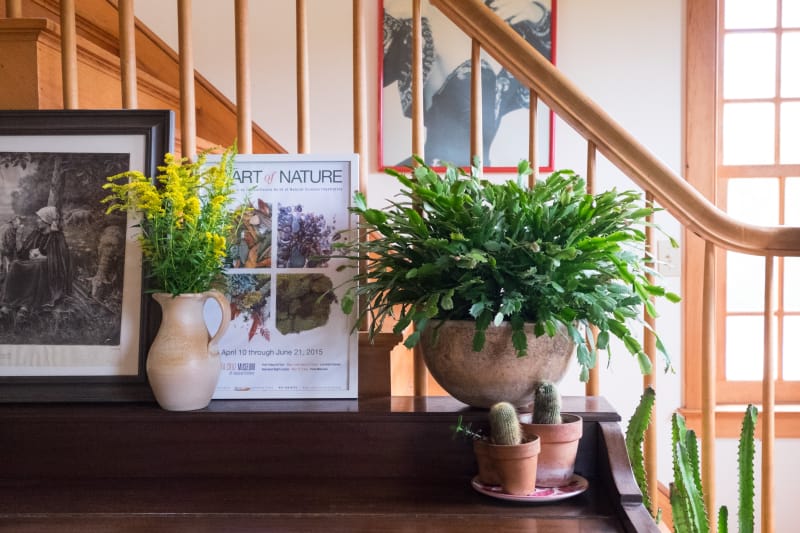 Christmas Cactus: Tips for Growing, Care & Propagating ...