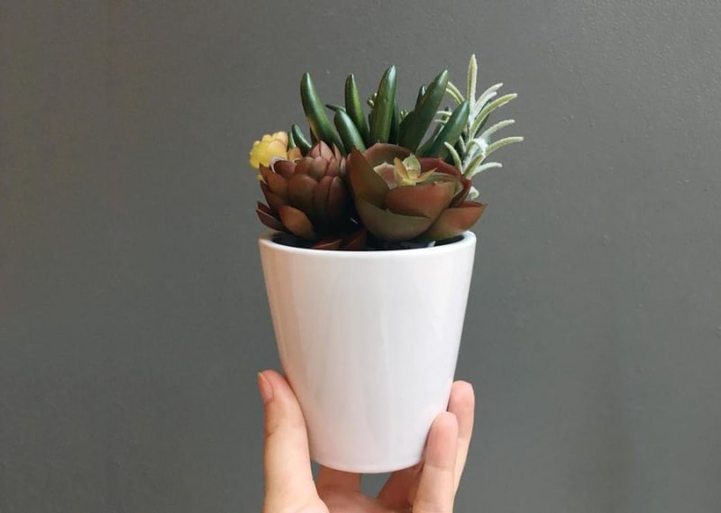 Faux Plants - Fake Plants That Look Real | Apartment Therapy