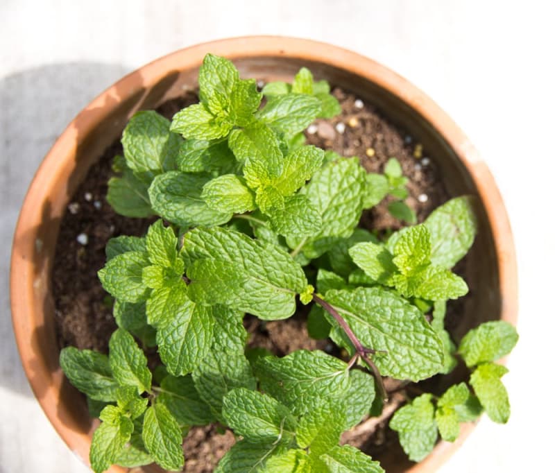 5 EasytoGrow Container Plants Perfect for Making Teas Apartment Therapy