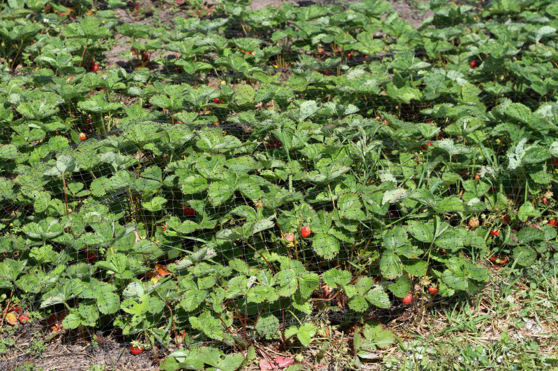 How To Grow Strawberries Apartment Therapy
