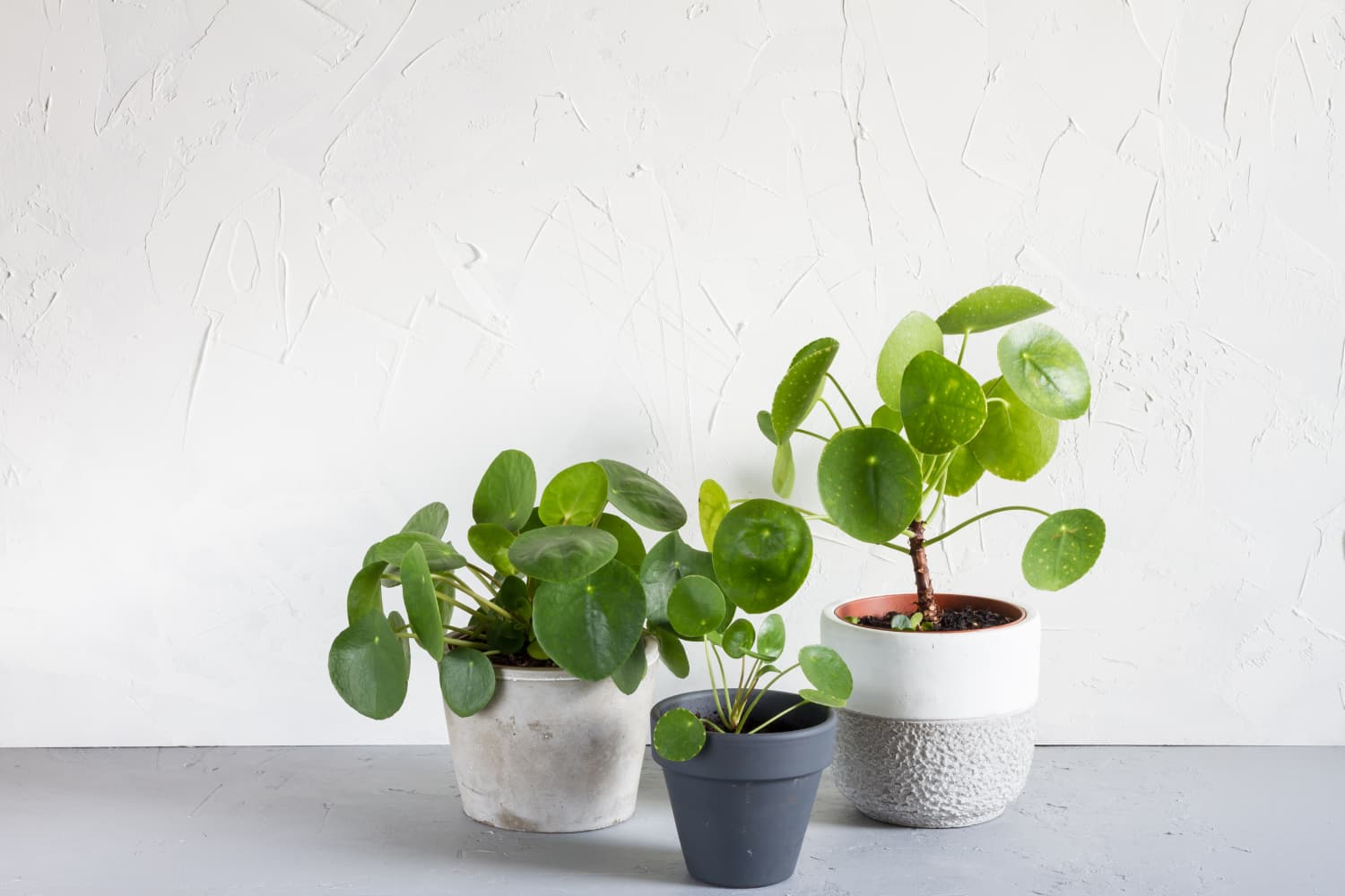 Photo-Friendly Chinese Money Plants Are Cute and Easy To Care For