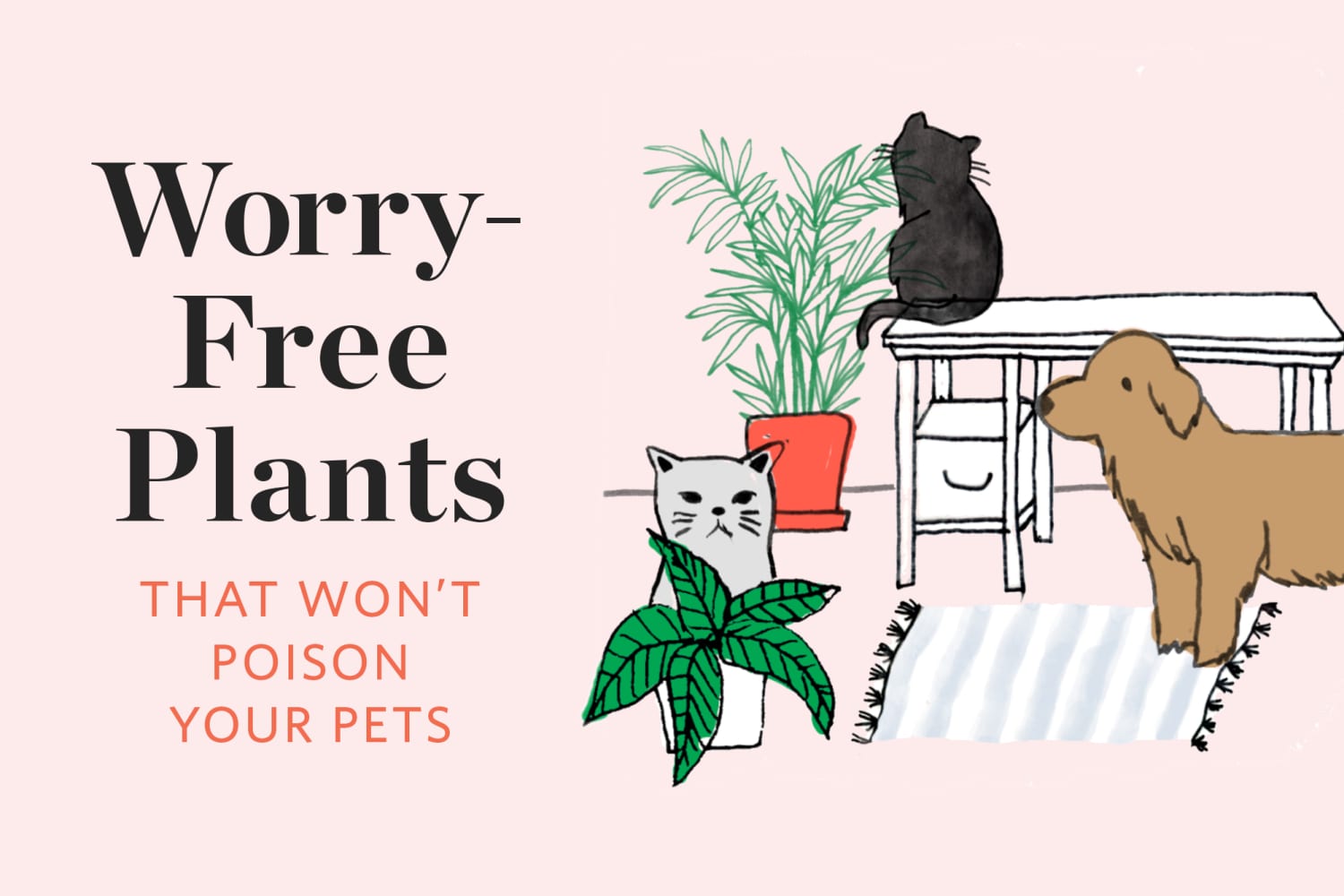 Non Toxic Plants That Won T Poison Your Pets Apartment Therapy