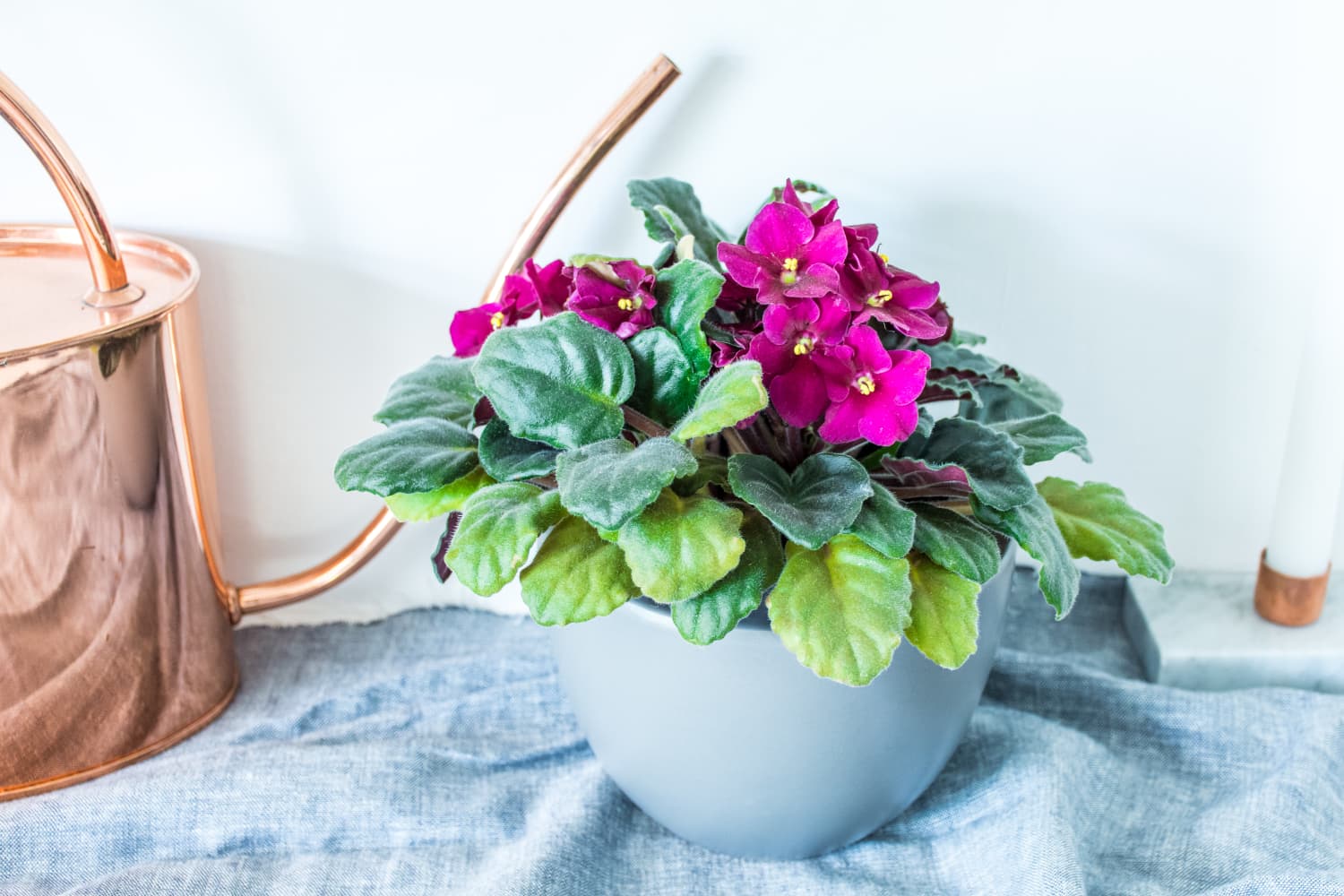 Easy Houseplant African violet Optimara 'Millennia' Live Plant in a 2 inch pot 