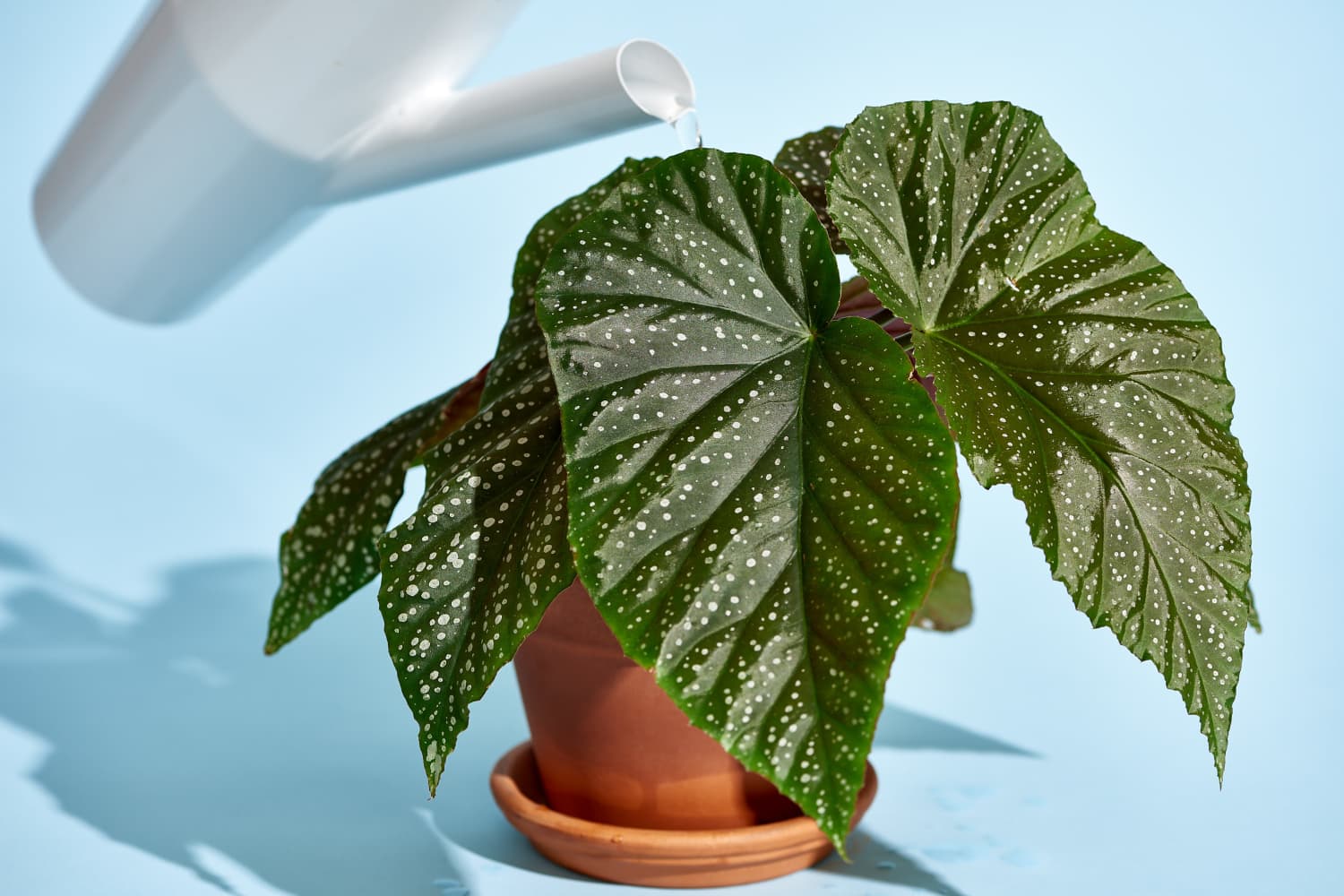 Begonia Leaf Damage