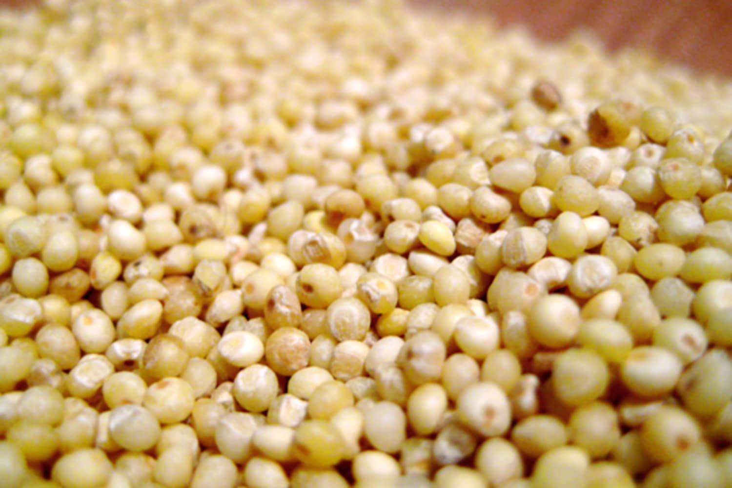 Millet Seed Packed With Miracle Benefits
