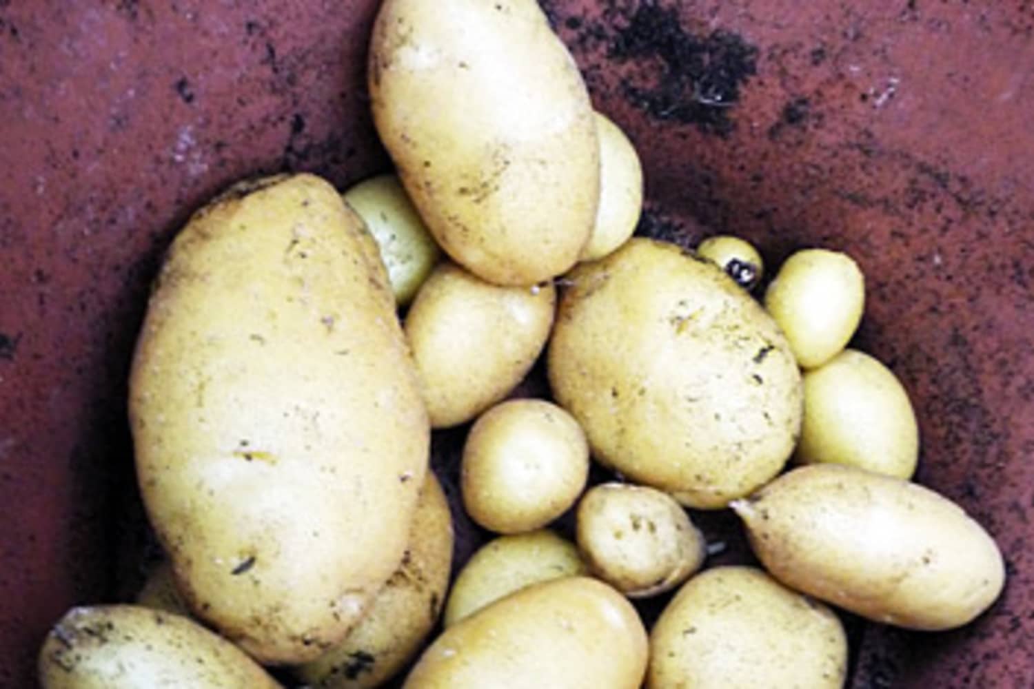 What S The Difference New Vs Fingerling Potatoes Kitchn