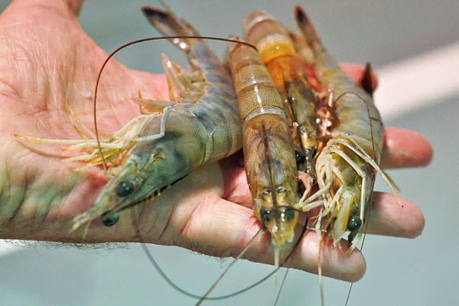 What S The Difference White Brown Freshwater Shrimp Kitchn