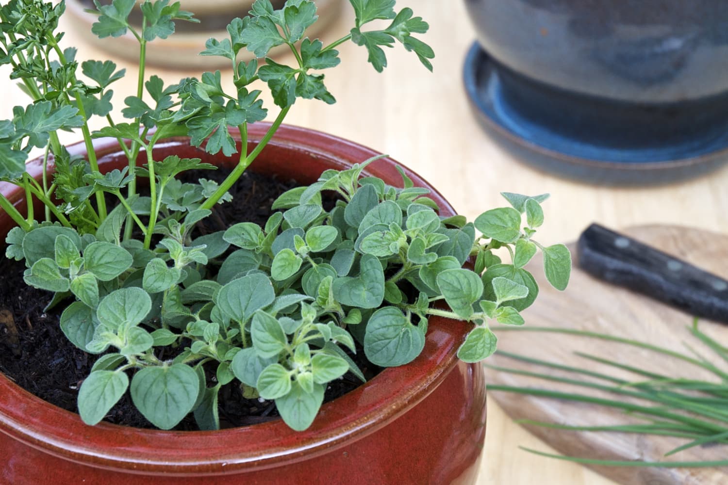 Tips For A Small Space Kitchen Herb Garden Kitchn