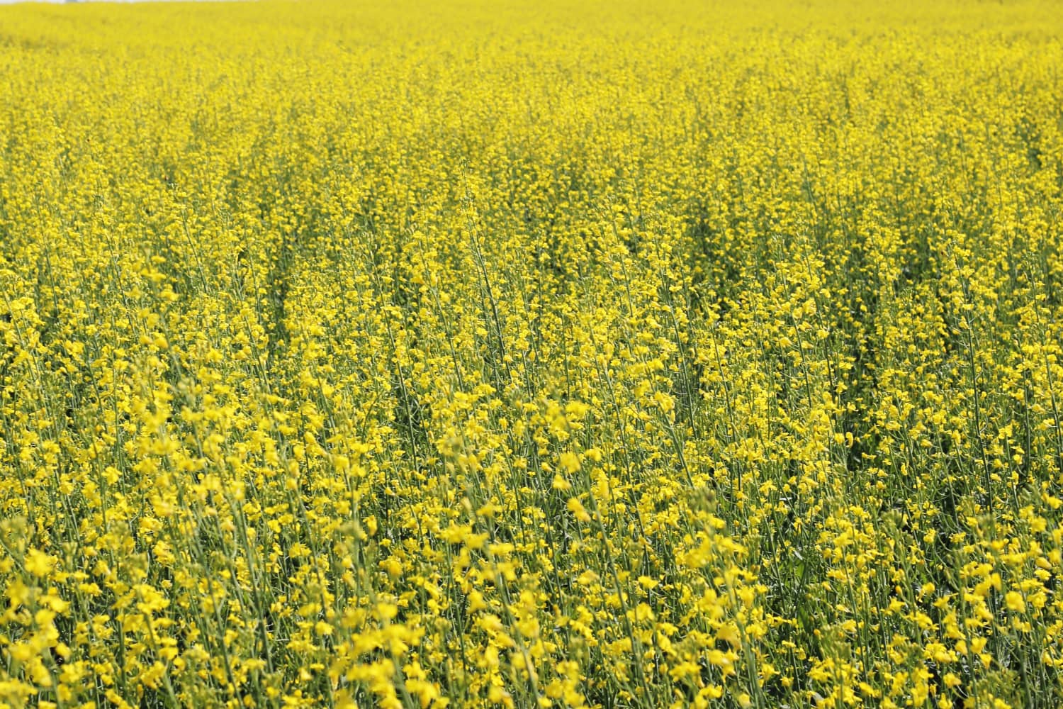 What's the Difference Between Canola and Rapeseed Oil?