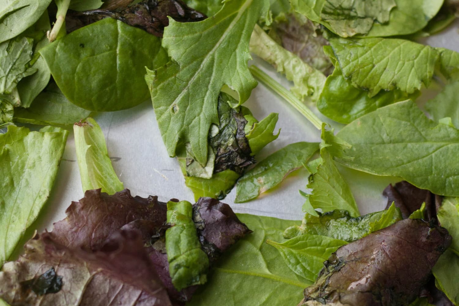 Keep Your Greens Fresh: A Simple Storage Solution