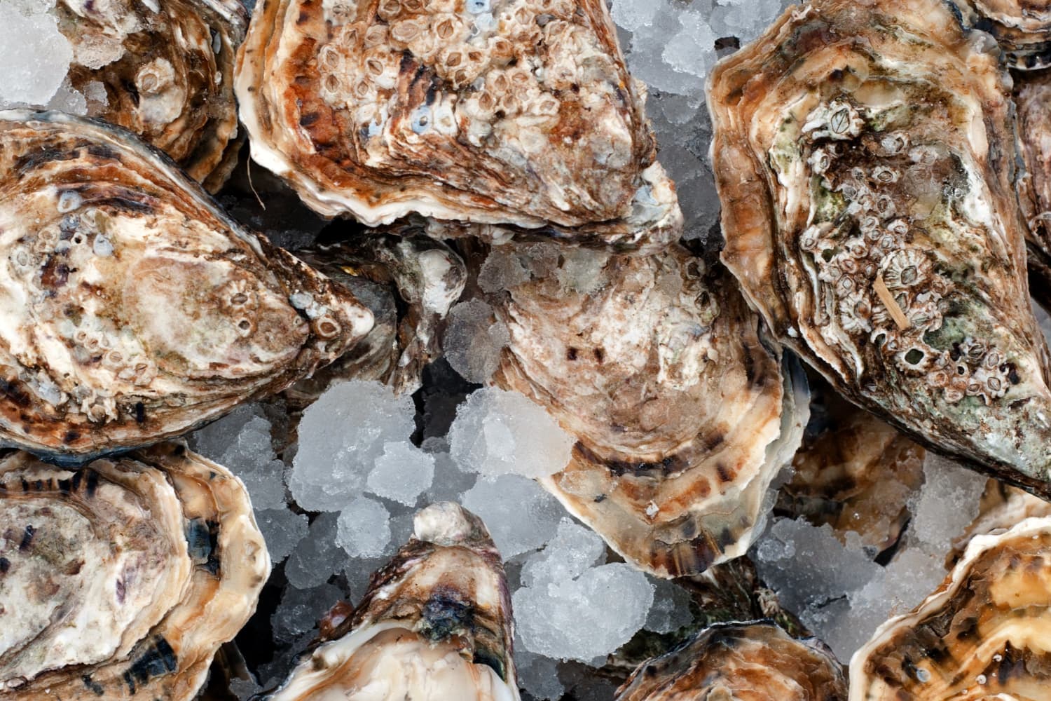 Raw Oysters - The Cagle Diaries