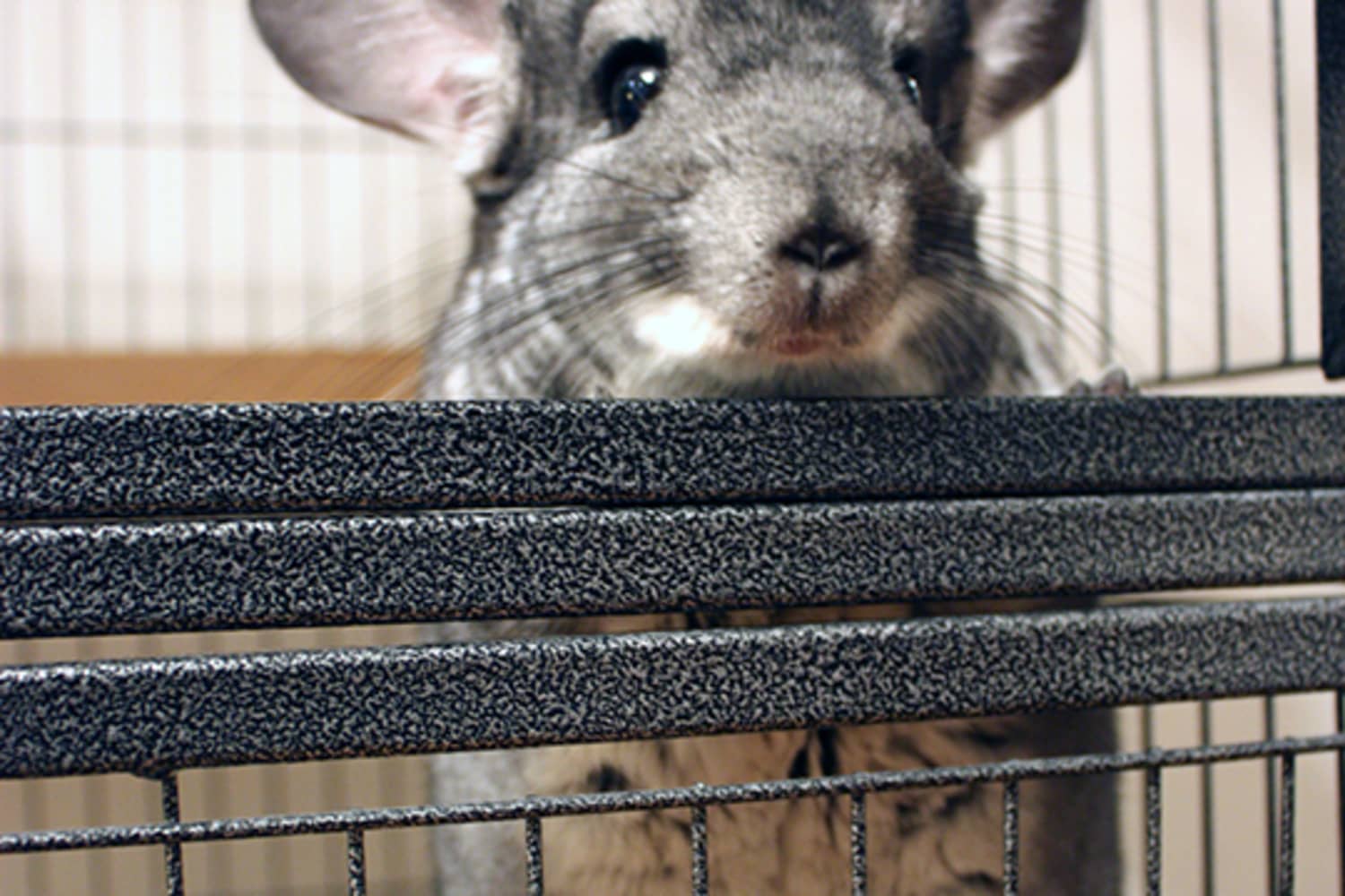 Tips For Negotiating a Lease with Exotic Pets | Apartment ...