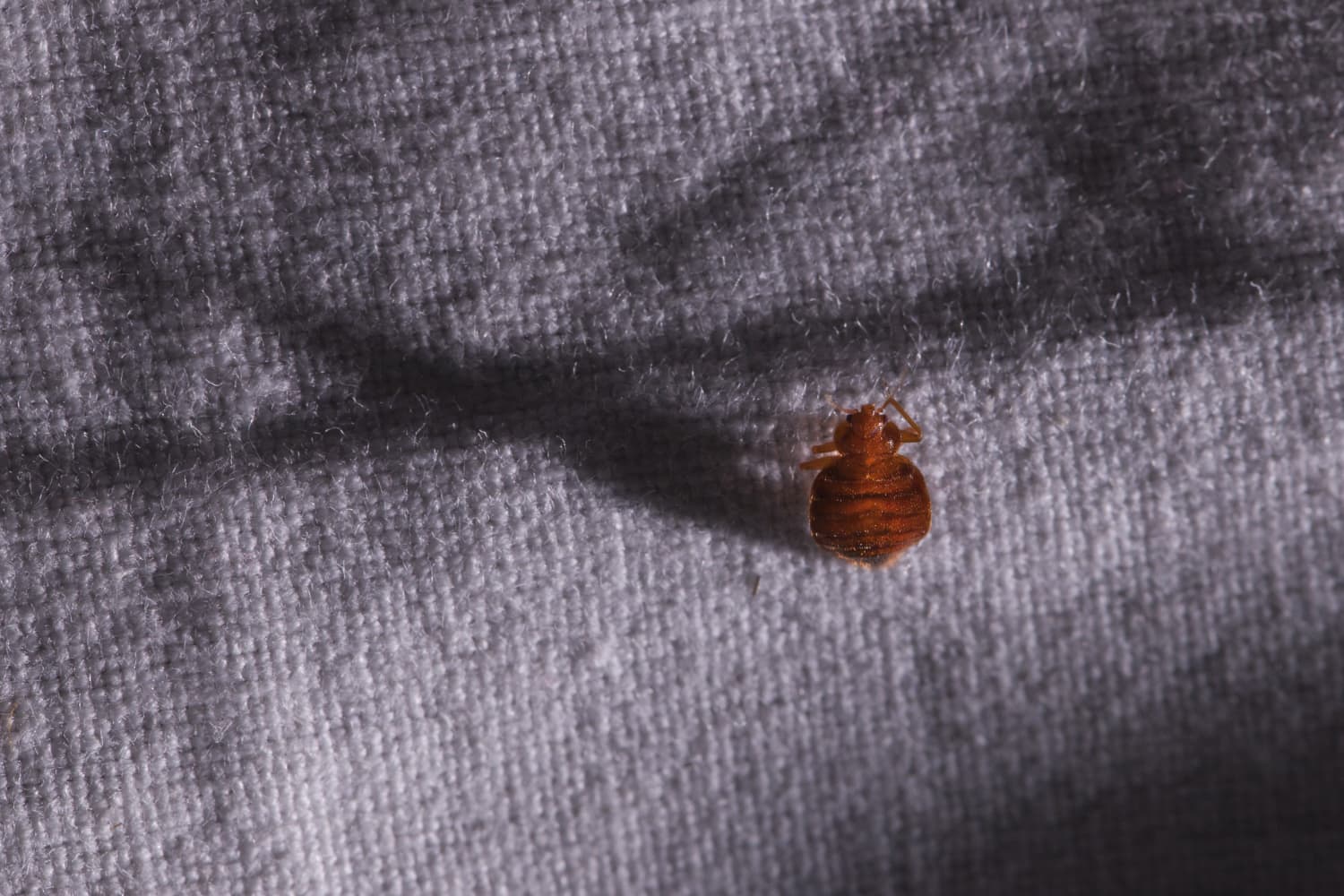 Bed bugs in apartment who pays information