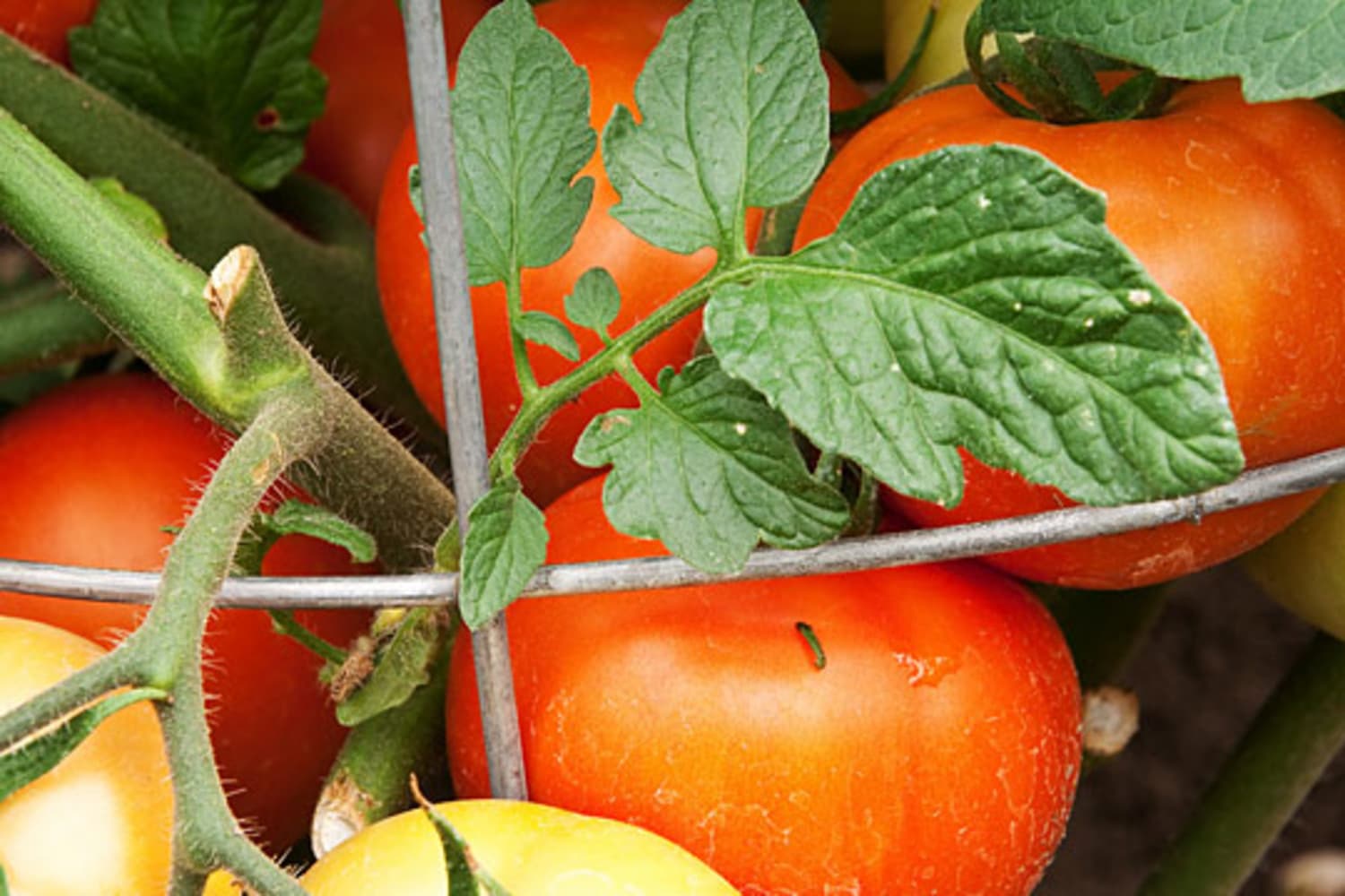 Fresh Tip: Use Tomato Leaves to Boost Flavor | Kitchn