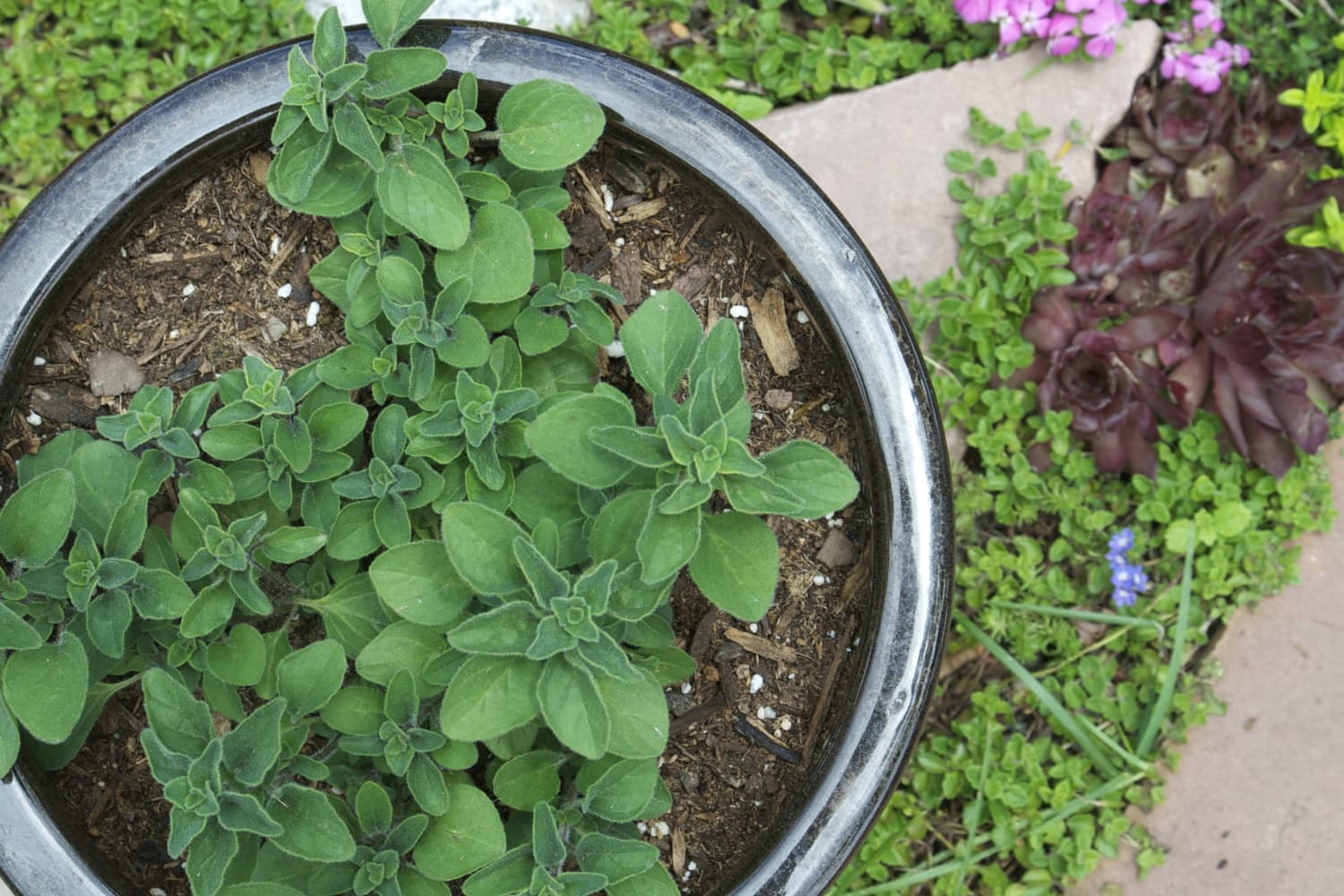 Everything You Need to Know About Growing Oregano Kitchn