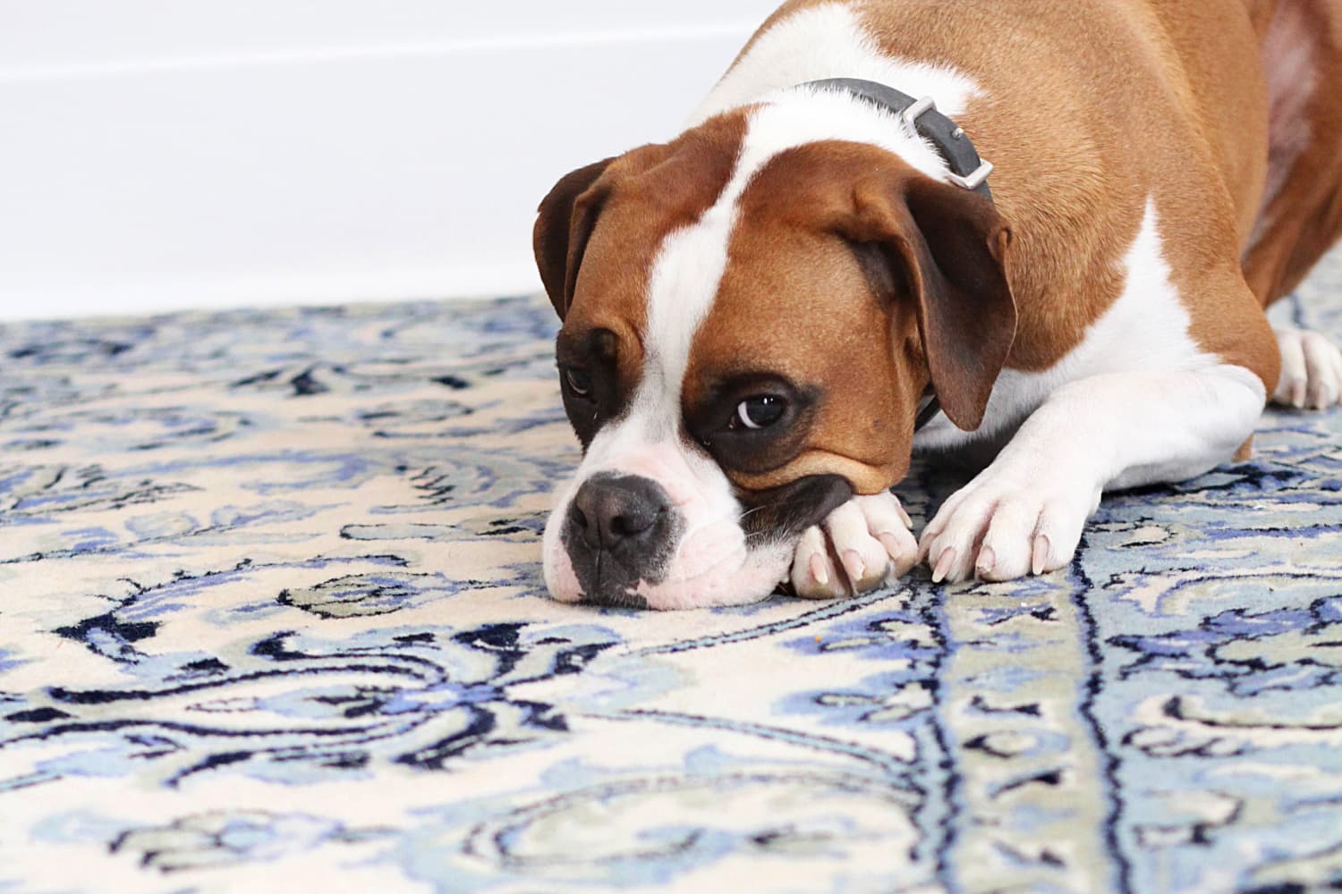 Here's How to Clean Pet Stains in 5 Easy Steps Apartment Therapy