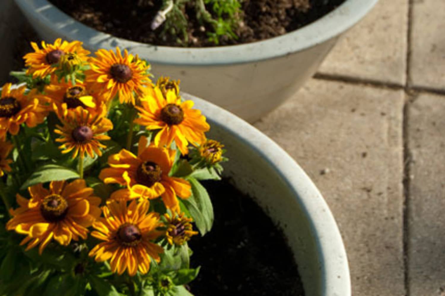 How To Drill Holes in Plant Pots Apartment Therapy