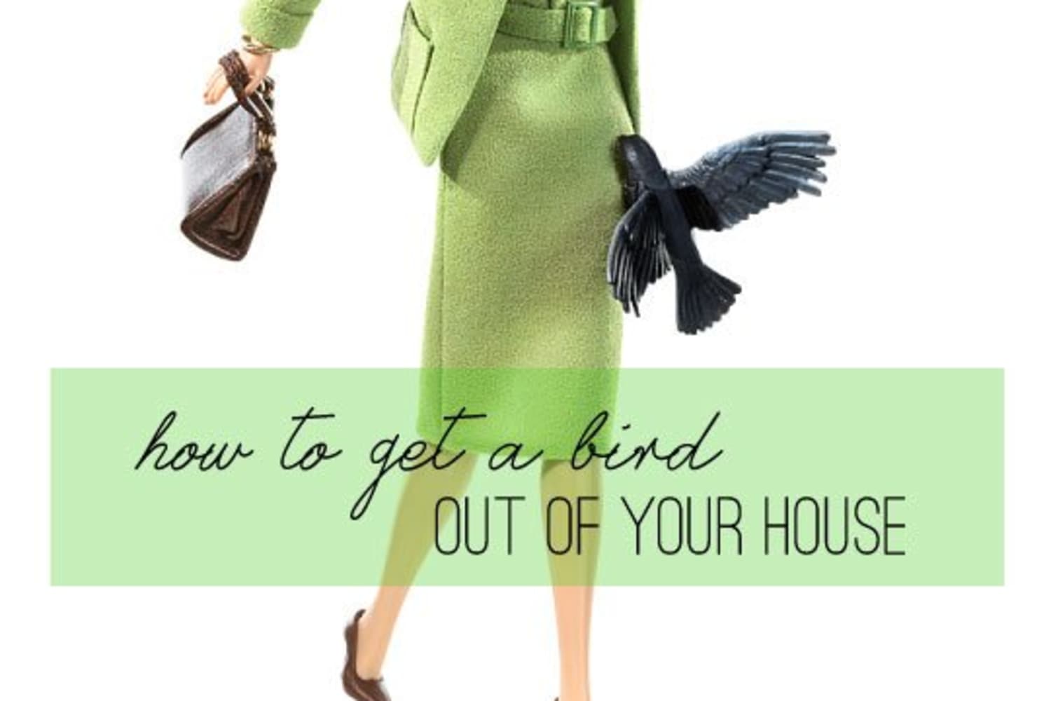 How To Get a Bird Out of Your House | Apartment Therapy - How To Get A Bird Out Of Your House