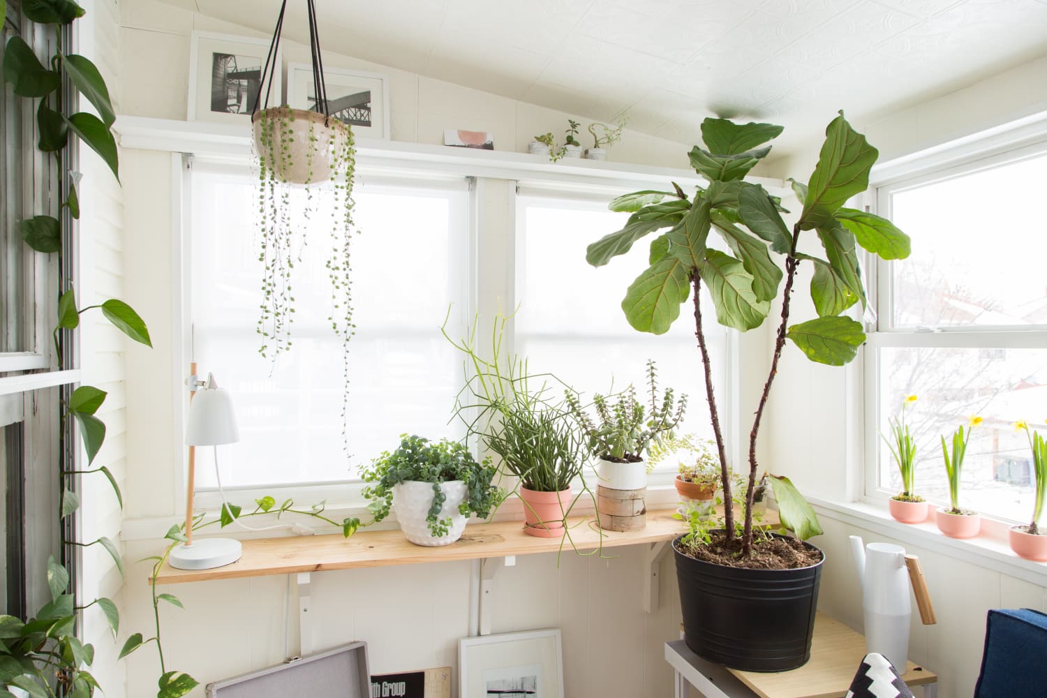 Fiddle Leaf Fig Care How to Grow & Maintain a Ficus Lyrata Plant