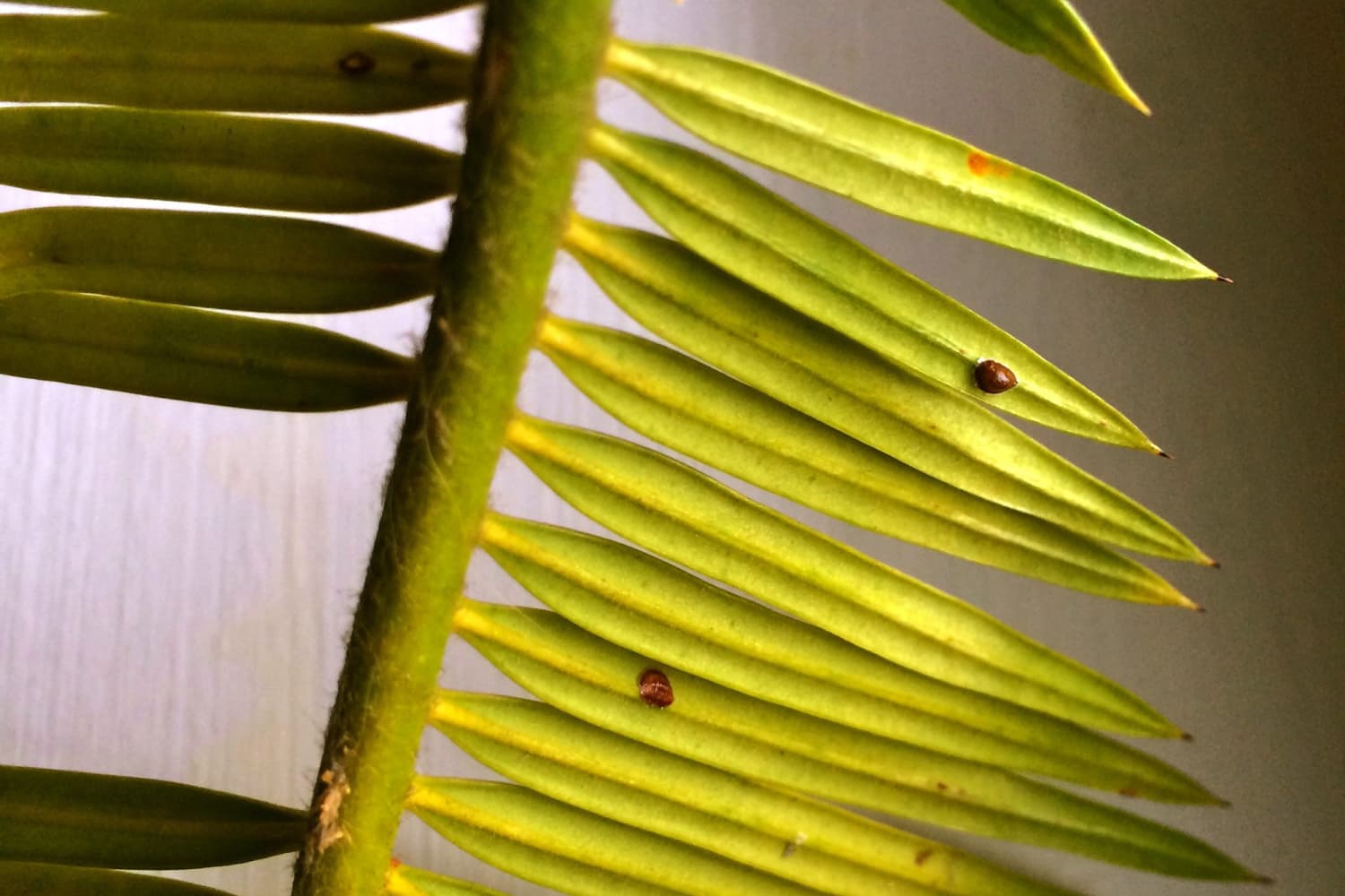 What Are the Small Brown Bugs on My Houseplants? Dealing With Scale